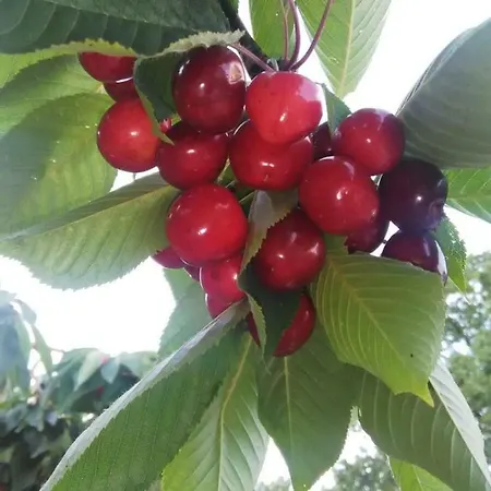 Bed and breakfast Supramurgia Agribistrot 3*